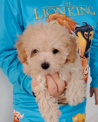 Cuccioli incrocio barboncino minitoy e maltipoo 