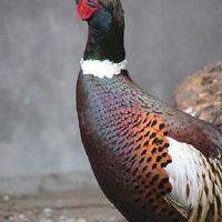 Fagiani comuni quaglie starne e pavoni