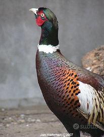 Fagiani comuni quaglie starne e pavoni