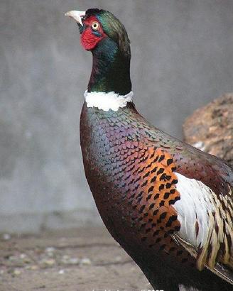 Fagiani comuni quaglie starne e pavoni