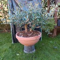 Pre bonsai ulivo