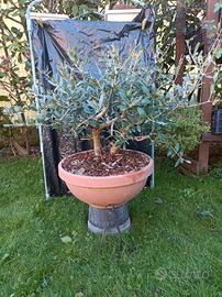 Pre bonsai ulivo