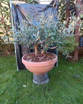 Pre bonsai ulivo