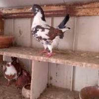 Colombi e colombini razza California