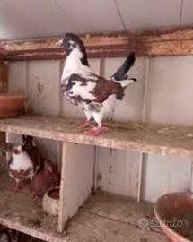 Colombi e colombini razza California