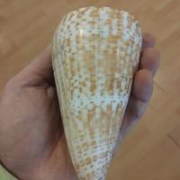conus pulcher 150 mm circa