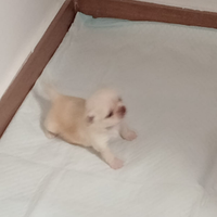 Chiuhuahua tel 3333221783