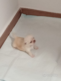 Chiuhuahua tel 3333221783