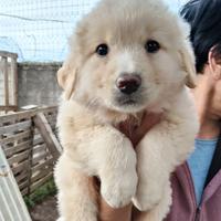 Cucciole maremmanine