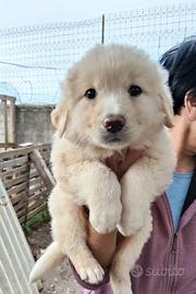 Cucciole maremmanine