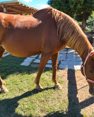 Cavallo per passeggiate anglo arabo