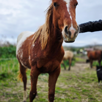 Cavalla Appaloosa saura