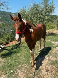 Puledra American Paint Horse