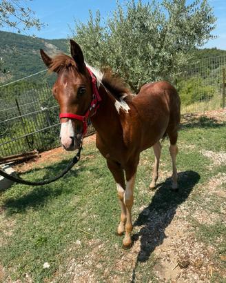 Puledra American Paint Horse