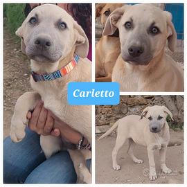 Cagnolini panna e miele