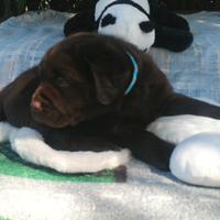 Cucciolilabradorretriver pedigree interessante
