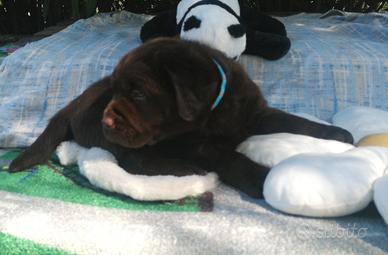 Cucciolilabradorretriver pedigree interessante