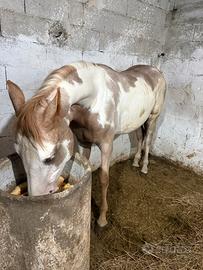 Puledro