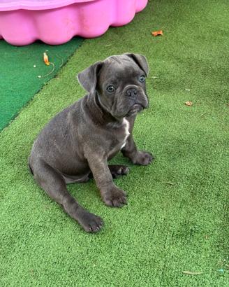 Cucciolo maschio blue