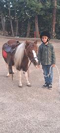 cavalle pony