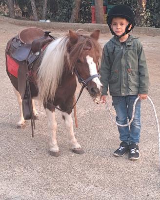 cavalle pony
