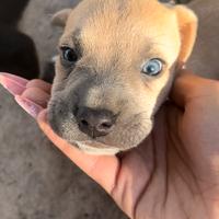 Cuccioli mix pitbull/beagle