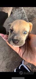 Cuccioli mix pitbull/beagle