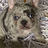 Cuccioli di bulldog francese