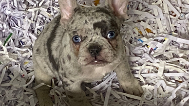 Cuccioli di bulldog francese