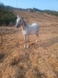 Cavalla araba originale