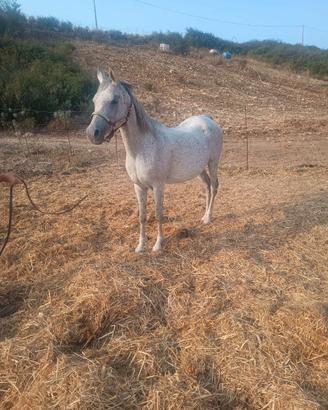 Cavalla araba originale