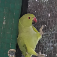 Parrocchetto dal collare collare femmina