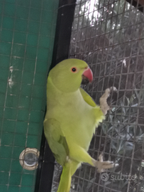 Parrocchetto dal collare collare femmina