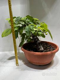 Prebonsai melo halliana