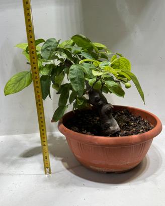 Prebonsai melo halliana