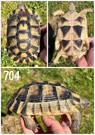 Testudo marginata sarda tartaruga terra testuggine