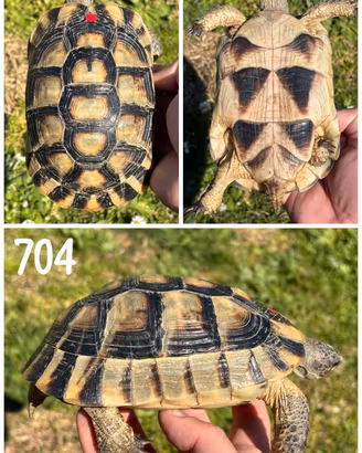 Testudo marginata sarda tartaruga terra testuggine