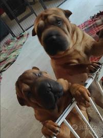 Cuccioli shar pei