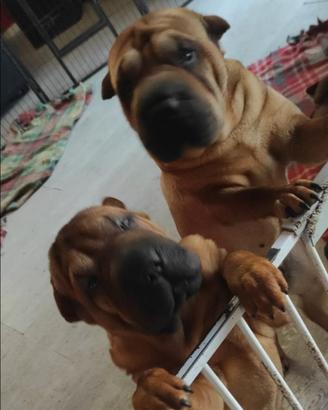 Cuccioli shar pei