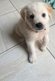 Cucciola di maremmano