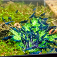 Neocaridine Blue Dream