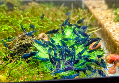 Neocaridine Blue Dream