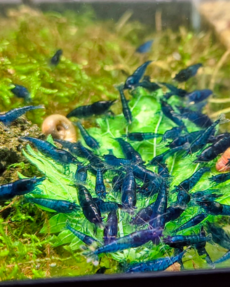 Neocaridine Blue Dream