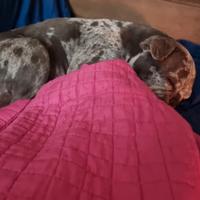 Bull dog francese