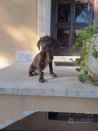 Cuccioli di bracco pointer