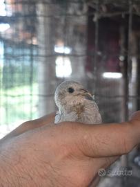 QUAGLIE GIAPPONESI