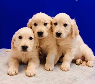 Golden retriever cuccioli