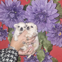 Cuccioli di chihuahua toy