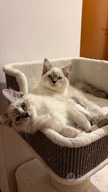 Ragdoll