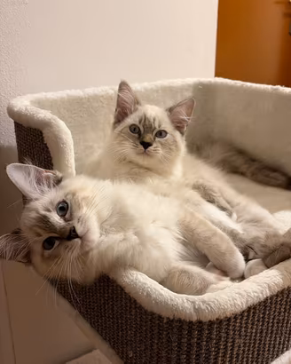 Ragdoll